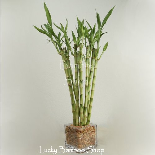 Tiger Grove - Lucky Bamboo Arrangement
