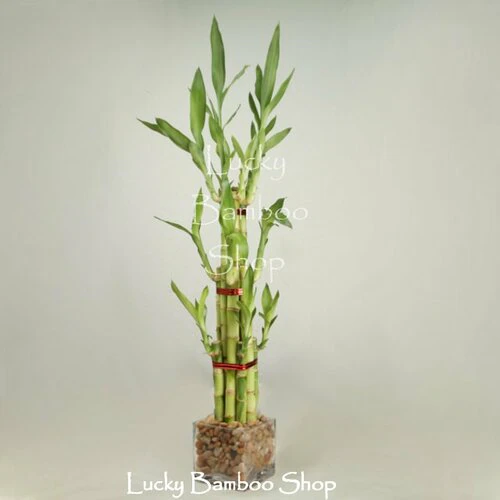 The Elegant Tower - Lucky Bamboo Arrangement