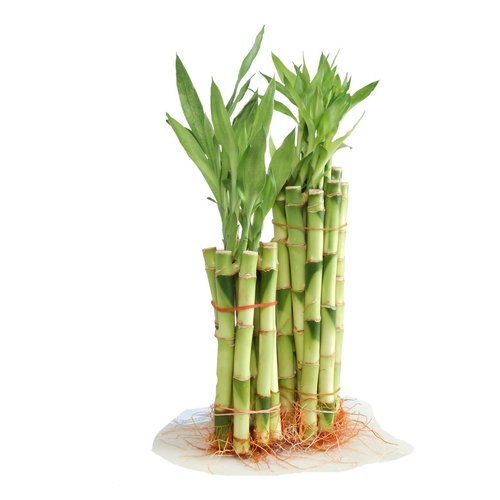 24"  straight lucky bamboo